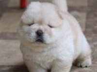 Sevimli chow chow köpeği yavruları