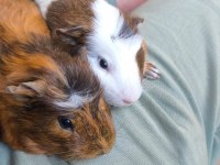Guinea Pig 7 Aylık 2 Erkek