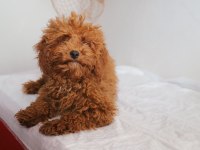 Mini Boy Toy Poodle Kızımız