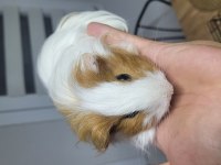 Fethiyede Guinea Pigler Sizleri Bekliyor