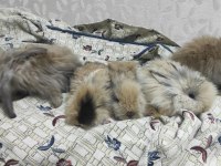 Hollanda lop tavşanlarımız