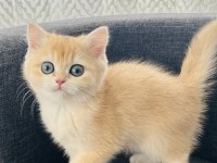 British Shorthair Golden Dişi Yavru