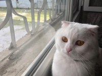 Beyaz Scottish Fold Kedimiz