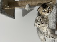 Scottish fold yavruları