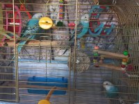 Yeme Yeni Düşen Kuşlarım Satılık