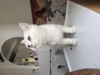 British Shorthair Beyaz Mavi Göz Dişi