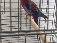 Bordo Mavi Özel Renk Dişi Rozella