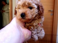 Şecereli Anneden Toy Poodle Kore Kan Yavrumuz