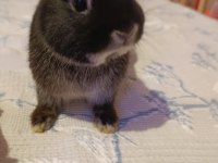 Safkan Black Silver Cüce Tavşan Yavrular