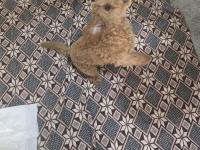 Poodle 4 Aylık Sahiplendirme