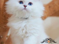 İpeksi tüylü silver british longhair