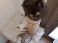 Top Kafa Yüksek Kalite Irk British Yavrular