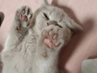 Oyuncu Nadir Renk Orijinal British Shorthair