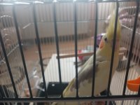 Dişi Uysal Sultan Papağanı