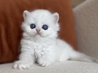 Harika kalite silver point ns1233 british longhair