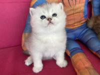 British Shorthair Golden Ve Silver Yavrularımız