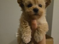 3 Aylık Maltipoo Yavrusu - Tüm Eşyalarıyla Birlikte