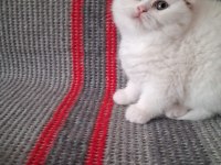 Sevgi Dolu British Longhair Bebekler Yeni Yuvalarını Arıyor