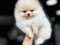 Irk Ve Sağlık Garantili Teddy Pomeranian Boo