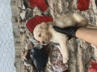 Golden Retriever Yavrular