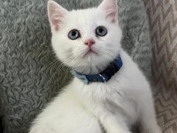 Sağlıklı british shorthair yavru kedimiz