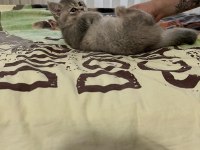 Minik Gri Bulut- 3 Aylık Dişi British Shorthair