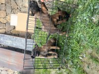 A Kalite Belçika Kurdu Bebekler