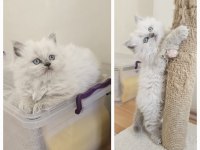 Maviş British Longhair Bebeğimiz Teslime Hazır
