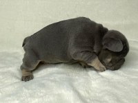 French Bulldog Köpekleri