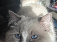 7 Aylık Ragdoll Yavrumuz Sahiplendirecektir