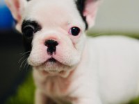 French Bulldog Yavruları
