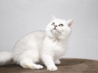 British Shorthair Kedisi Yavruları
