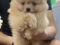 Pomeranian Efsane Bebek Köpekler