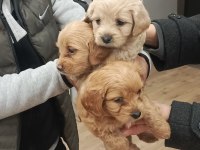 Büyümeyen Maltipoo Bebek Köpekler