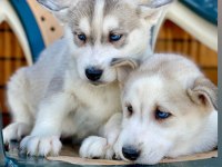 A Kalite Sibirya Kurdu Yavru Köpeklerimiz