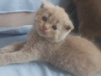 British shorthair scottish fold yavru kedimiz