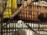 Hazır Takım Muhabbet Kuşumuz