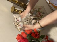 British shorthair kediler