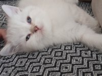 British shorthair blue point