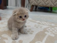 Yavru Kedilerimize Yuva Arıyoruz