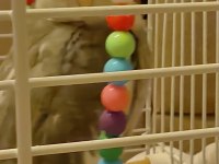 8 Aylık Dişi Eğitime Ve Eşe Uygun Sultan Papağanı