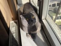 Scottish Fold Kedimiz Ücretsiz