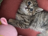 2 aylık yavru kedimiz