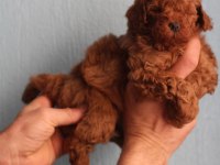 Red Poodle Yavrular İzmir