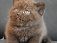 2 Saylık Safkan British Shorthair