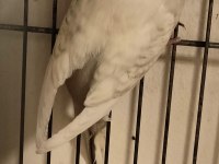 Dişi Damızlık Muhabbet Kuşu