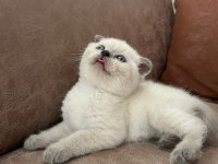 British Shorthair Bebeklerimiz Yeni Yuvalarını Arıyor