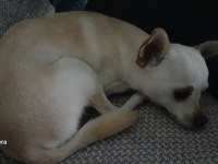 Köpeğimiz Kısır Degil