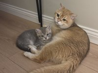 3 Aylık Birbirinden Güzel British Yavrular