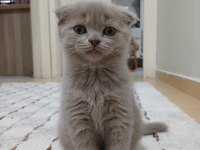 Scottish fold lilac